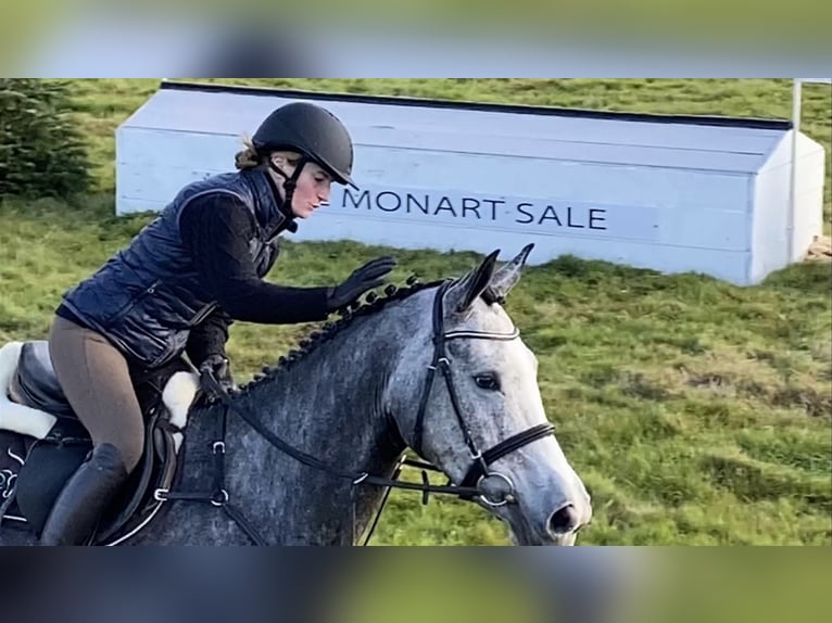 Irlandzki koń sportowy Klacz 12 lat 174 cm Siwa in Bredebro