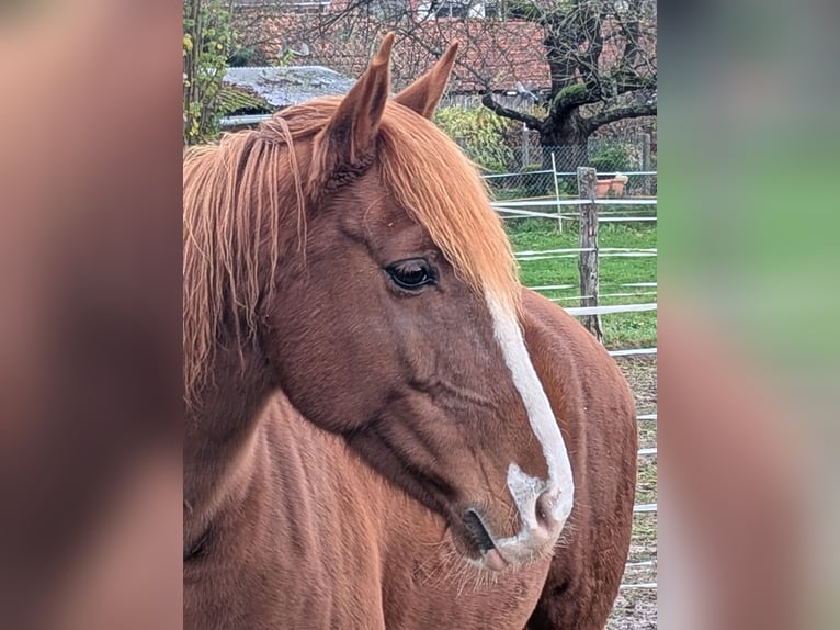 Irlandzki koń sportowy Klacz 13 lat 152 cm Rabicano in Wesertal