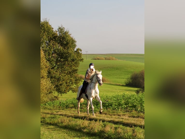 Irlandzki koń sportowy Klacz 13 lat 168 cm Siwa w hreczce in Grattersdorf