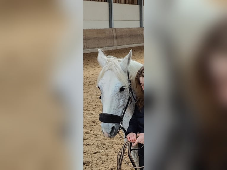 Irlandzki koń sportowy Mix Klacz 14 lat 148 cm Siwa w hreczce in Strassen
