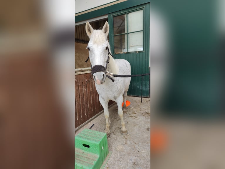 Irlandzki koń sportowy Mix Klacz 14 lat 148 cm Siwa w hreczce in Strassen