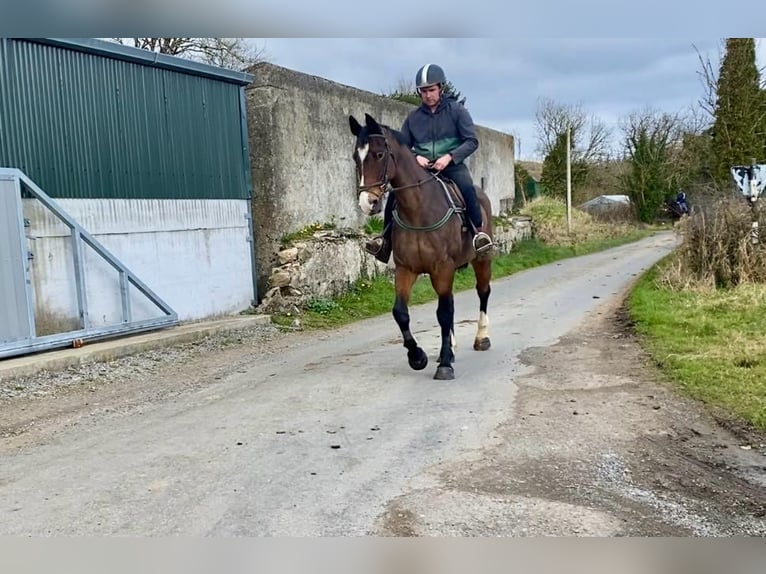 Irlandzki koń sportowy Klacz 14 lat 175 cm Gniada in Sligo