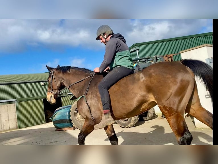 Irlandzki koń sportowy Klacz 14 lat 175 cm Gniada in Sligo