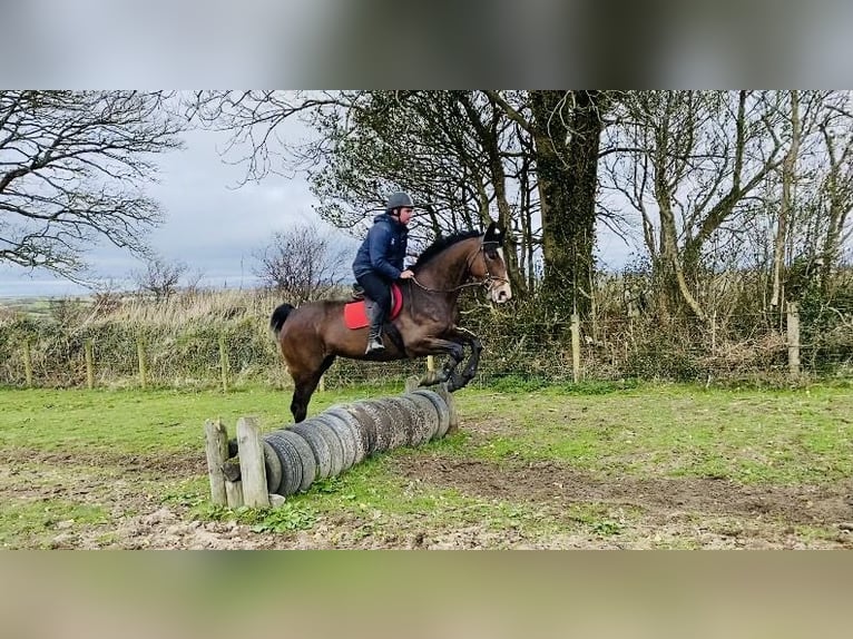 Irlandzki koń sportowy Klacz 14 lat 175 cm Gniada in Sligo