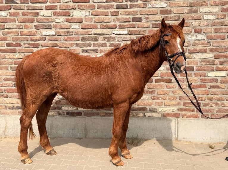 Irlandzki koń sportowy Klacz 15 lat 137 cm Kasztanowata in Grevenbroich