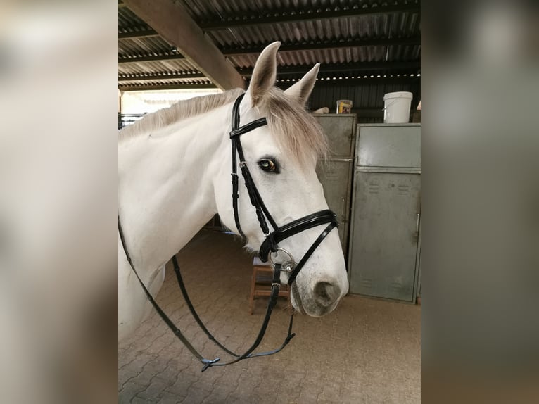 Irlandzki koń sportowy Klacz 15 lat 157 cm Siwa in Leonberg