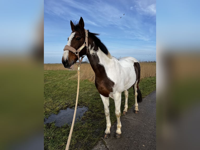 Irlandzki koń sportowy Klacz 15 lat 157 cm Srokata in T&#xF6;nning