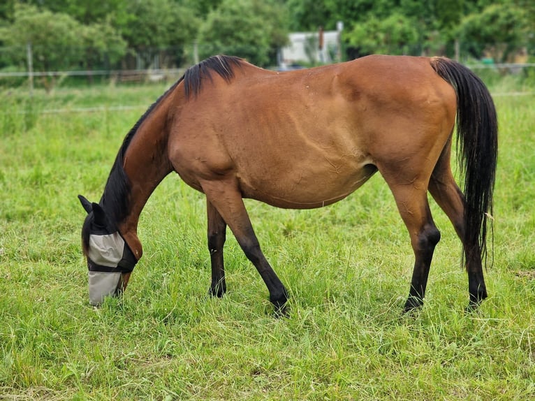 Irlandzki koń sportowy Klacz 15 lat 162 cm Gniada in Mühlhausen