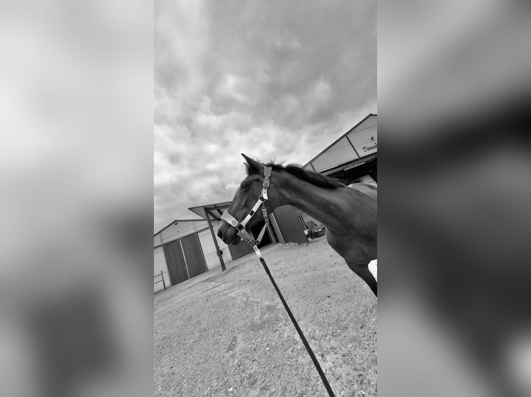 Irlandzki koń sportowy Klacz 15 lat 165 cm Ciemnogniada in Herdersem