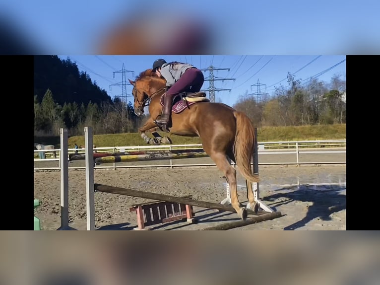 Irlandzki koń sportowy Klacz 15 lat 167 cm Ciemnokasztanowata in Schlins