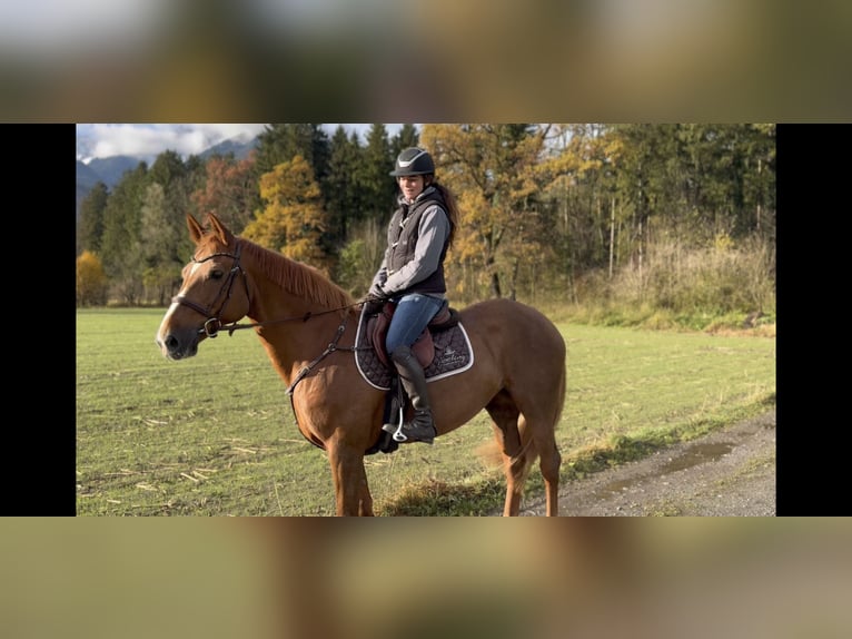 Irlandzki koń sportowy Klacz 15 lat 167 cm Ciemnokasztanowata in Schlins