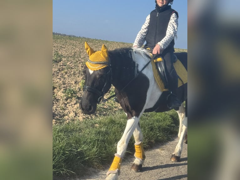 Irlandzki koń sportowy Klacz 16 lat 143 cm Srokata in Adelsheim