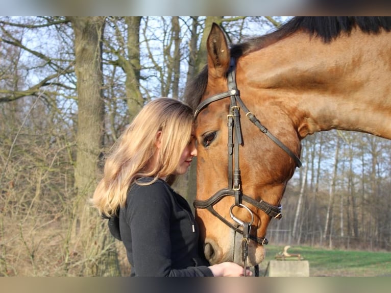 Irlandzki koń sportowy Klacz 16 lat 164 cm in Essen (Oldenburg)