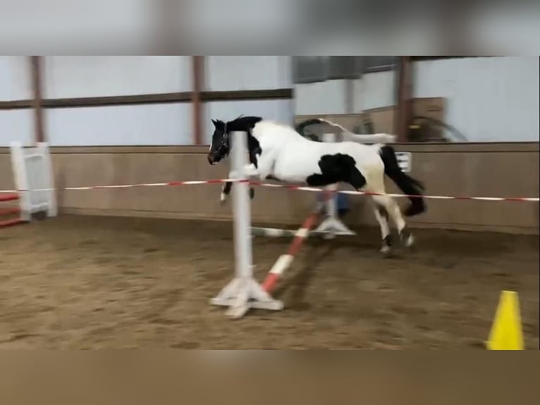 Irlandzki koń sportowy Klacz 17 lat 160 cm Srokata in Kremmen