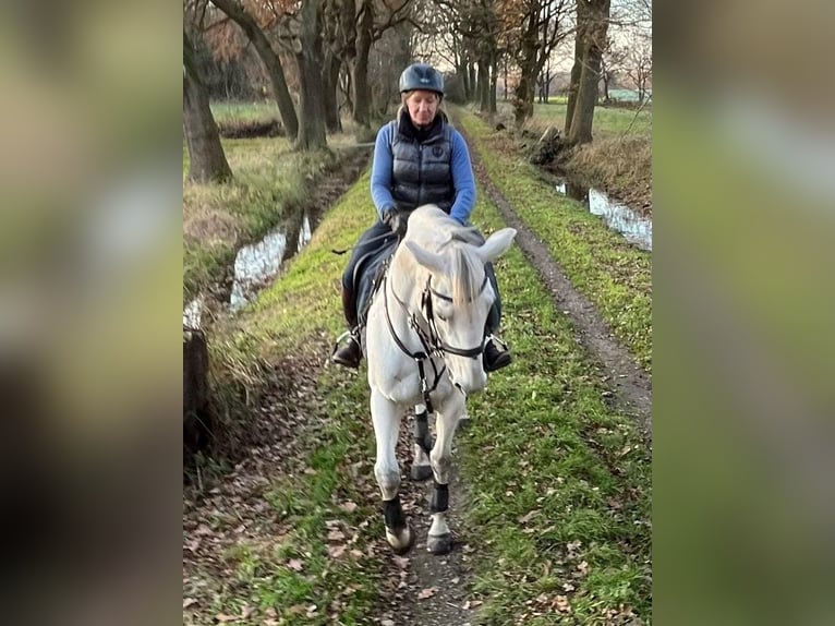 Irlandzki koń sportowy Klacz 17 lat 163 cm Siwa in Burgwedel