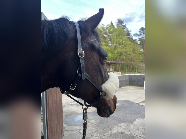 Irlandzki koń sportowy Klacz 17 lat 165 cm Gniada in Teupitz