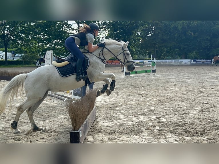 Irlandzki koń sportowy Mix Klacz 18 lat 143 cm Siwa in Werne