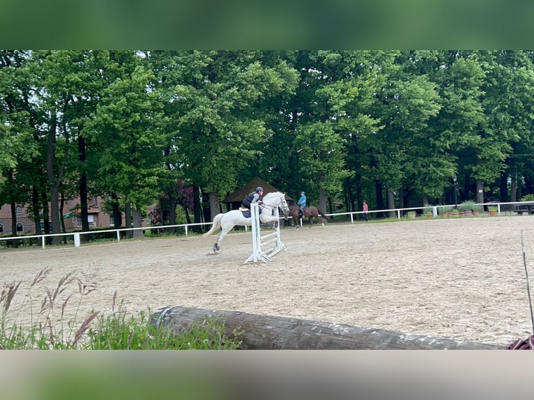 Irlandzki koń sportowy Mix Klacz 18 lat 143 cm Siwa in Werne
