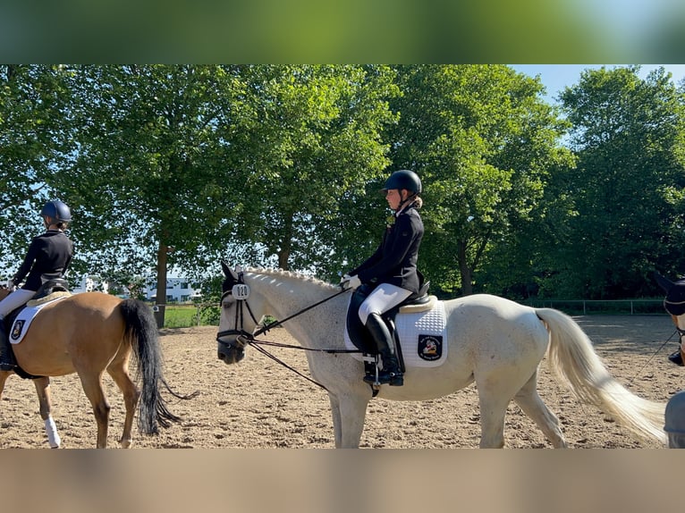 Irlandzki koń sportowy Mix Klacz 18 lat 143 cm Siwa in Werne