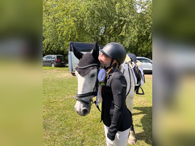 Irlandzki koń sportowy Mix Klacz 18 lat 143 cm Siwa in Werne