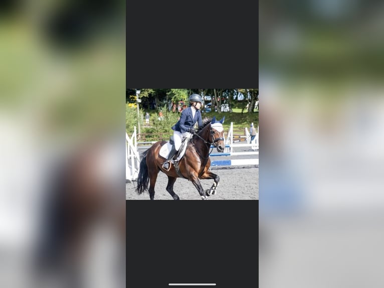 Irlandzki koń sportowy Klacz 18 lat 148 cm Gniada in United Kingdom