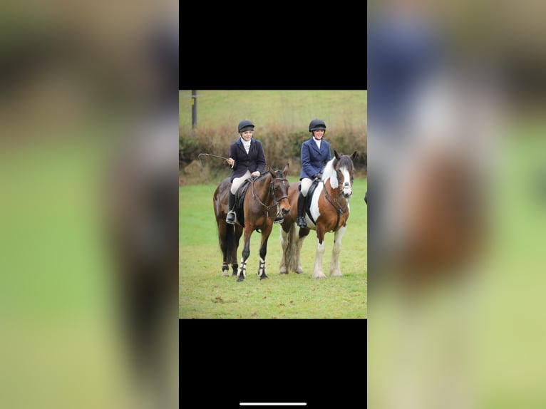 Irlandzki koń sportowy Klacz 18 lat 148 cm Gniada in United Kingdom