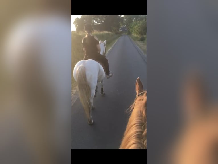 Irlandzki koń sportowy Klacz 19 lat 160 cm Siwa in Alfhausen