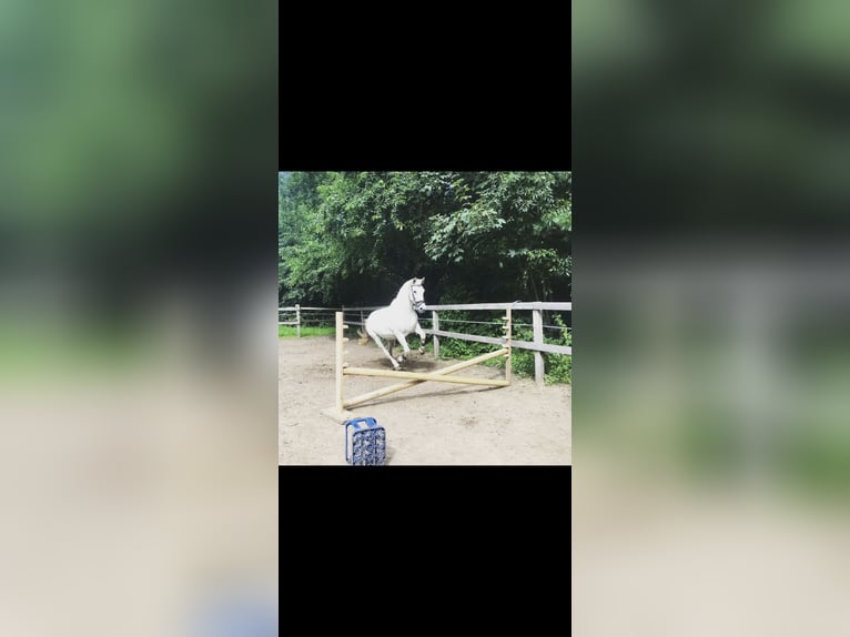Irlandzki koń sportowy Klacz 19 lat 160 cm Siwa in Alfhausen