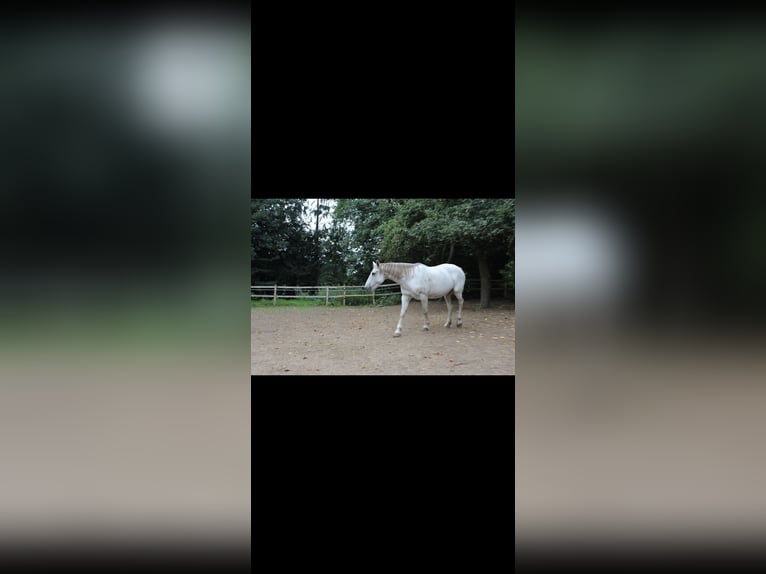 Irlandzki koń sportowy Klacz 19 lat 160 cm Siwa in Alfhausen