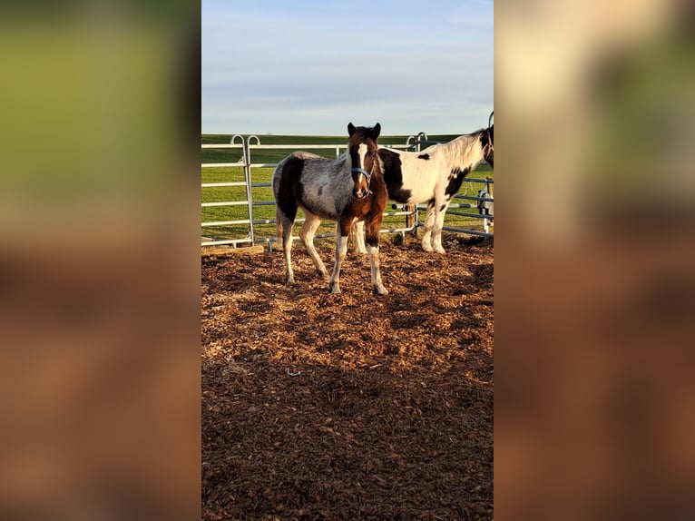 Irlandzki koń sportowy Mix Klacz 1 Rok 130 cm Srokata in Legau
