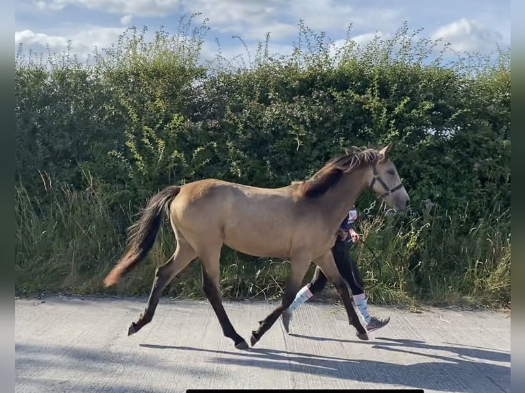 Irlandzki koń sportowy Klacz 1 Rok Bułana in Westmeath
