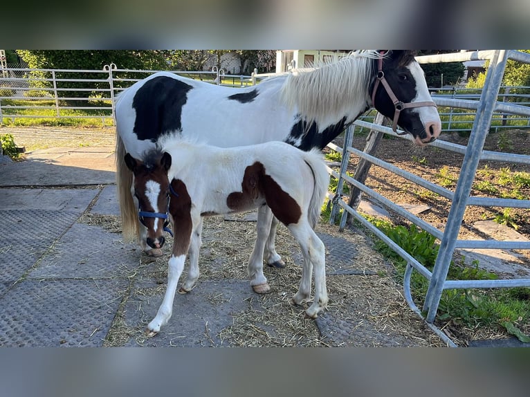 Irlandzki koń sportowy Mix Klacz 2 lat 135 cm Srokata in Legau