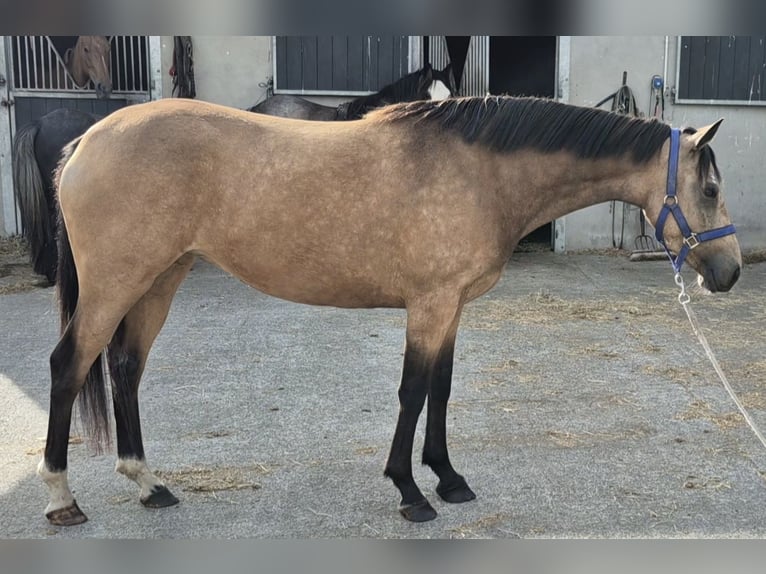 Irlandzki koń sportowy Klacz 3 lat 148 cm Bułana in Leitrim