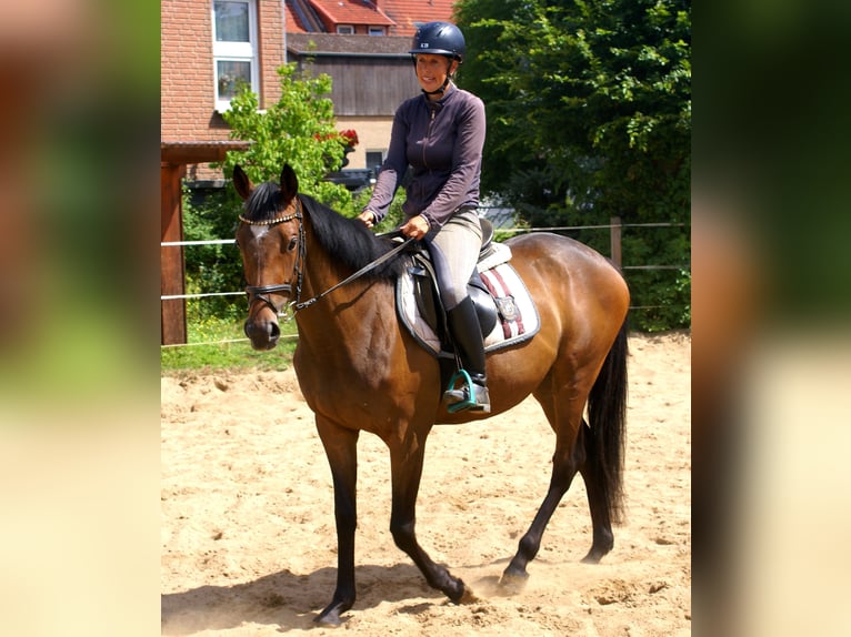 Irlandzki koń sportowy Klacz 3 lat 152 cm Gniada in Velpke