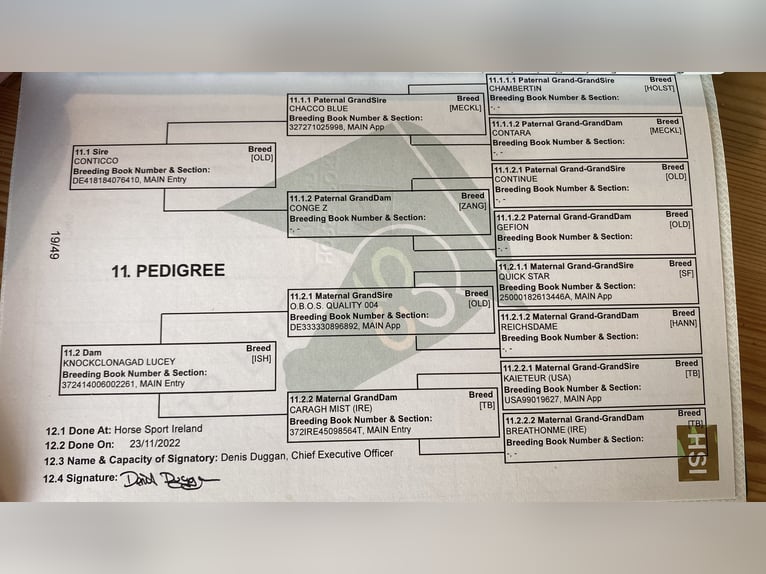 Irlandzki koń sportowy Klacz 3 lat 163 cm Ciemnogniada in Ireland