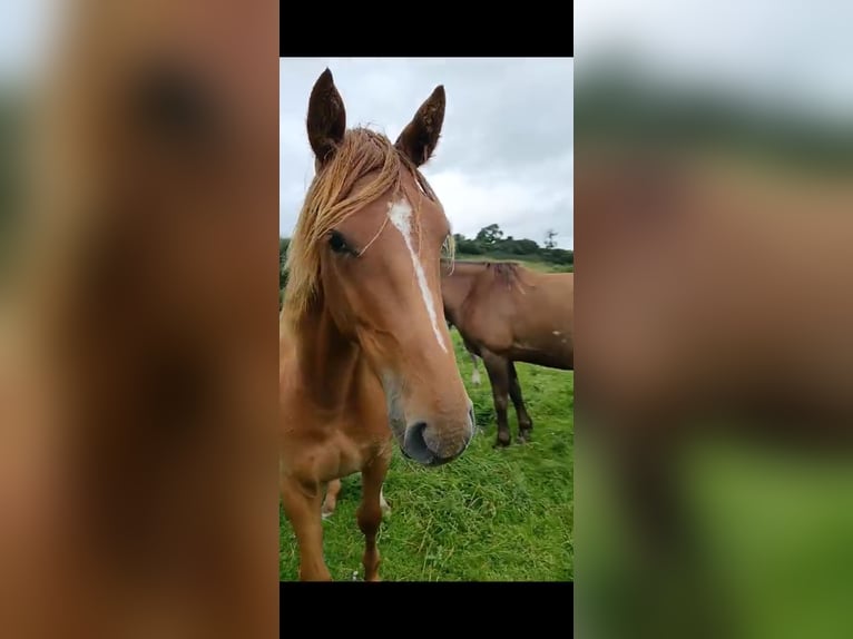 Irlandzki koń sportowy Klacz 3 lat 168 cm Ciemnokasztanowata in Mayo