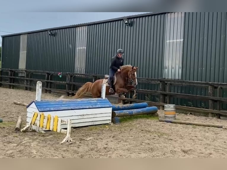 Irlandzki koń sportowy Klacz 4 lat 148 cm Ciemnokasztanowata in Sligo