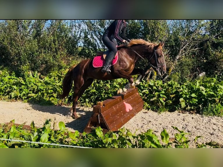 Irlandzki koń sportowy Mix Klacz 4 lat 155 cm Ciemnokasztanowata in Trebbin