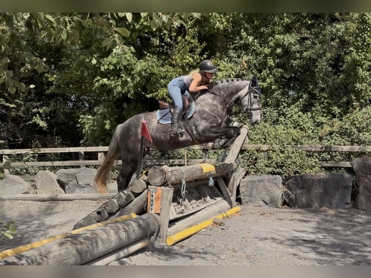 Irlandzki koń sportowy Klacz 4 lat 155 cm Siwa jabłkowita in Mountrath, Co. Laois