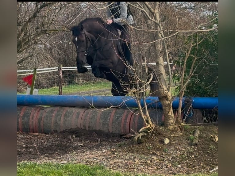 Irlandzki koń sportowy Klacz 4 lat 157 cm Formy Brown Falb in Bogaarden