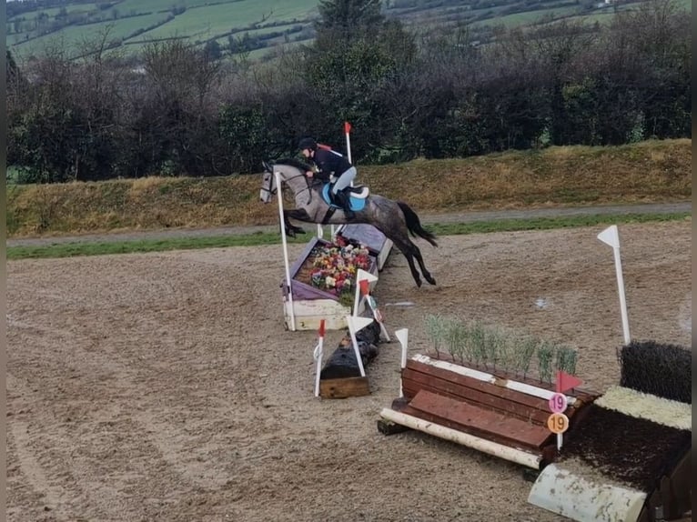 Irlandzki koń sportowy Mix Klacz 4 lat 158 cm Siwa in Clare