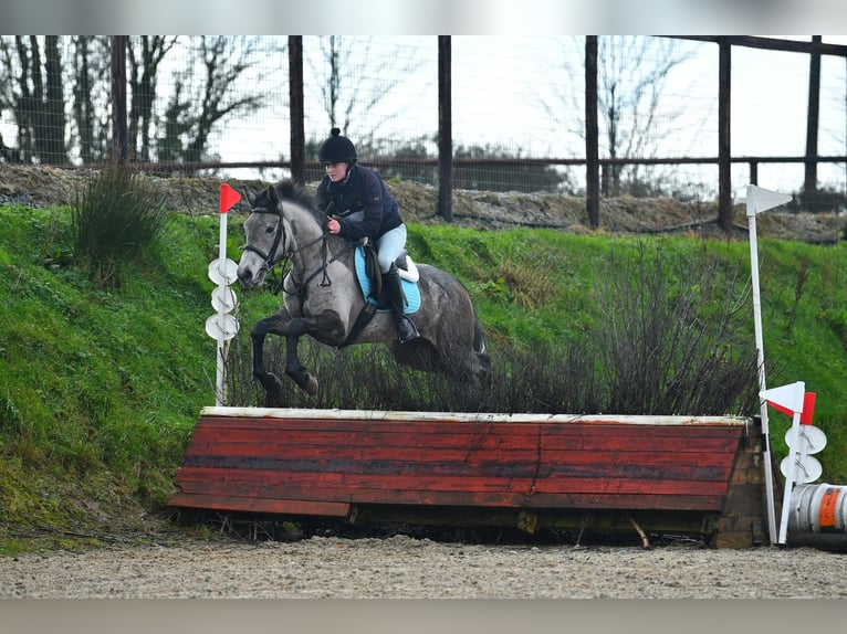 Irlandzki koń sportowy Mix Klacz 4 lat 158 cm Siwa in Clare