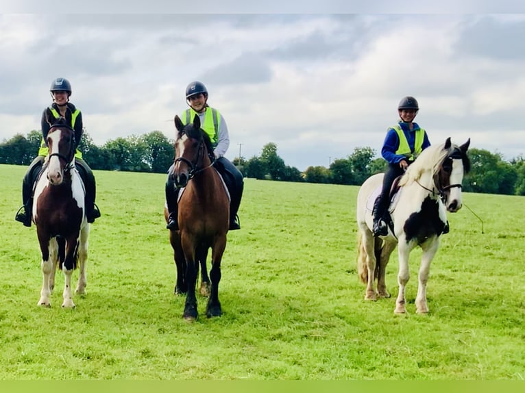 Irlandzki koń sportowy Klacz 4 lat 158 cm Srokata in Mountrath