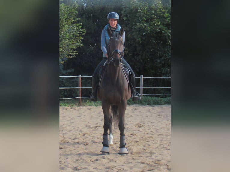 Irlandzki koń sportowy Klacz 4 lat 160 cm Gniada in Velpke