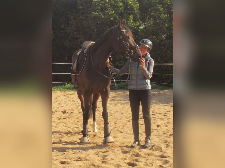 Irlandzki koń sportowy Klacz 4 lat 160 cm Gniada in Velpke