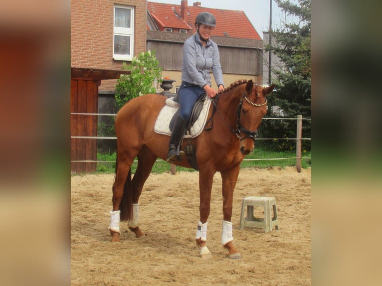 Irlandzki koń sportowy Klacz 4 lat 160 cm Kasztanowata in Velpke