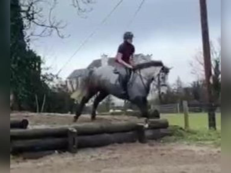 Irlandzki koń sportowy Klacz 4 lat 160 cm Siwa jabłkowita in Gummern
