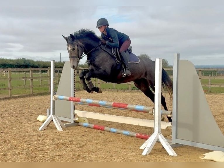 Irlandzki koń sportowy Klacz 4 lat 160 cm Siwa in grantham, Lincs