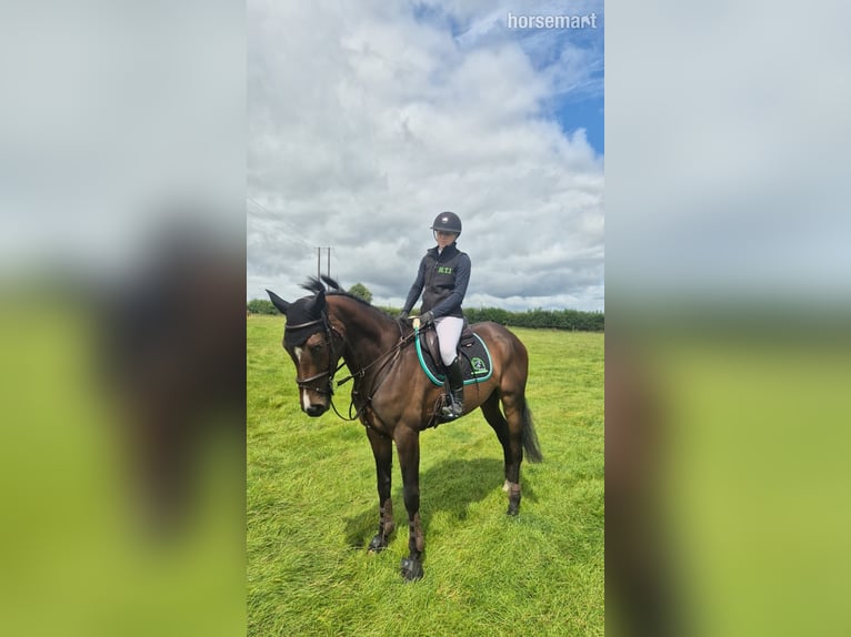 Irlandzki koń sportowy Klacz 4 lat 165 cm Gniada in Kildare