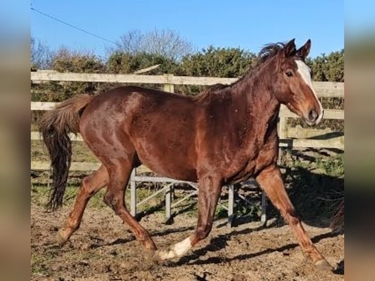 Irlandzki koń sportowy Klacz 4 lat 167 cm Ciemnokasztanowata in Enniscorthy